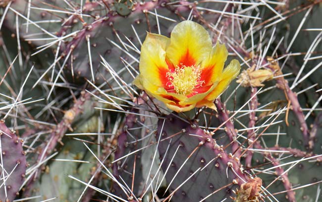 Long-spined Prickly Pear is also called Purple Prickly Pear. Plants may grow large, up to 9 feet although often much smaller. This species is found in AZ, NM and TX. Opuntia macrocentra Long-spined Prickly Pear is also called Purple Prickly Pear. Plants may grow large, up to 9 feet although often much smaller. This species is found in AZ, NM and TX. Opuntia macrocentra